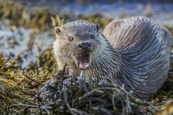 European Otter (%!s(<nil>)) - 
