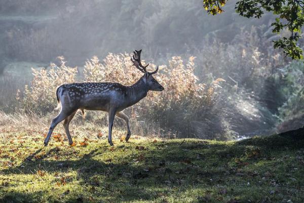 Fallow Deer at sunrise Bradgate Park (%!s(<nil>)) - 