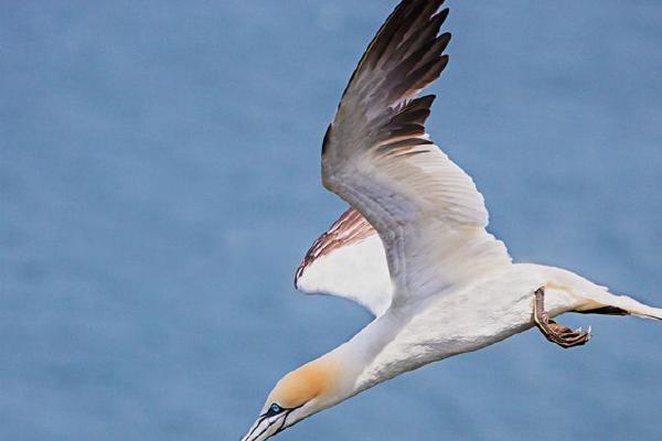 Gannet going into a dive (%!s(<nil>)) - 