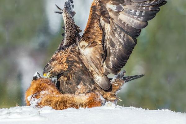 Golden Eagle enjoying its meal (%!s(<nil>)) - 