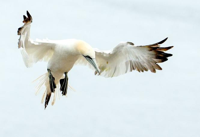 Hovering Gannet (%!s(<nil>)) - 