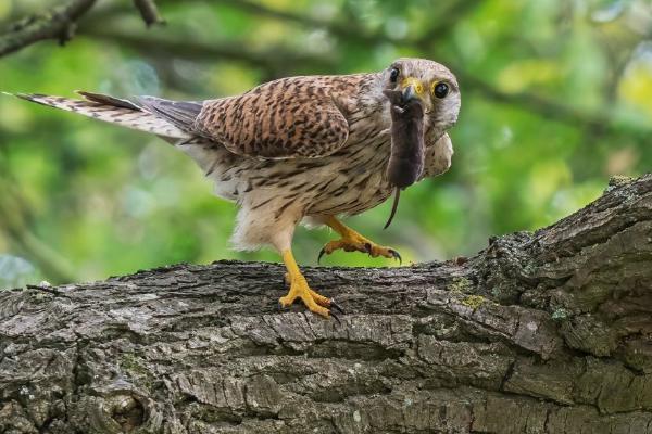 Kestrel with Shrew (%!s(<nil>)) - 