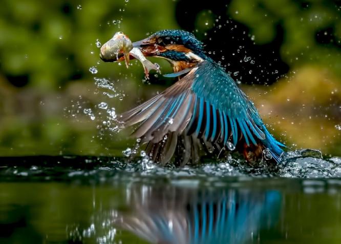 Kingfisher emerges with fish (%!s(<nil>)) - 