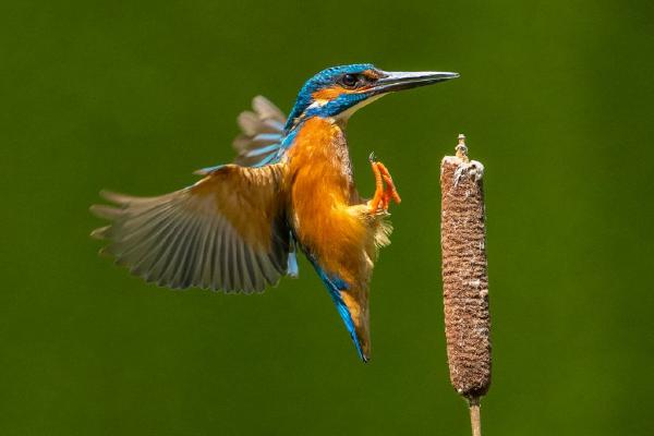 Kingfisher (%!s(<nil>)) - 