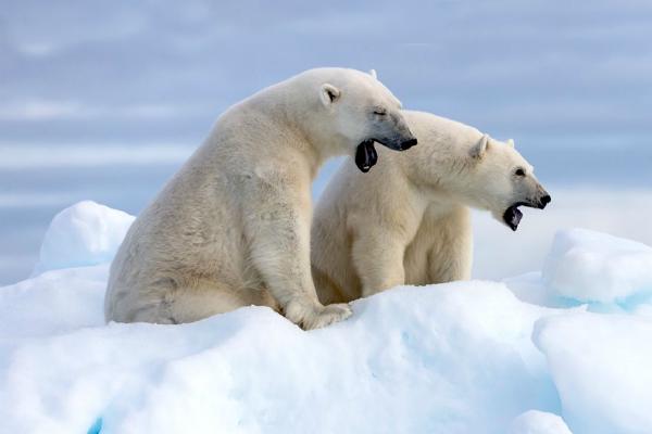Mother and Cub yawning (%!s(<nil>)) - 