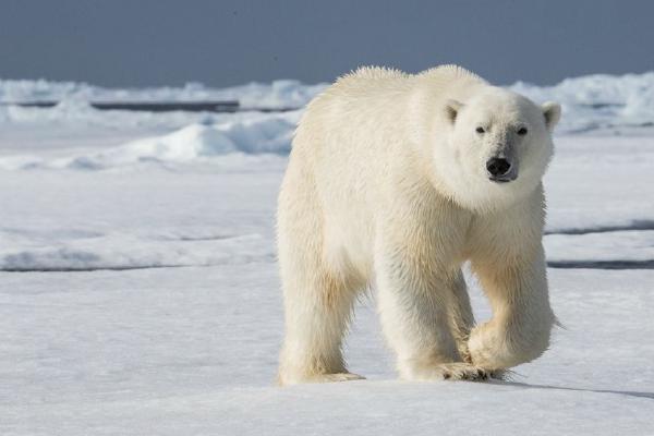 Polar Bear Spitsbergen (%!s(<nil>)) - 