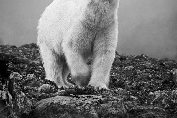 Polar Bear investigates (%!s(<nil>)) - 