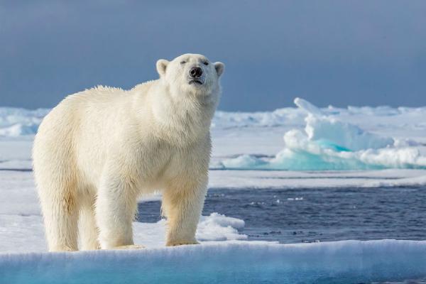 Polar Bear surveying the ice (%!s(<nil>)) - 