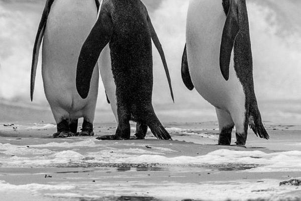 Proud King Penguin (%!s(<nil>)) - 