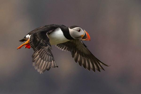 Puffin in Flight (%!s(<nil>)) - 
