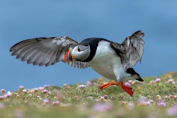 Puffin in a hurry (%!s(<nil>)) - 