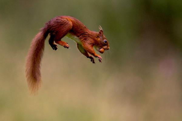Red squirrel escaping with hazel nut (%!s(<nil>)) - 