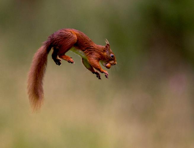 Red squirrel escaping with hazel nut (%!s(<nil>)) - 