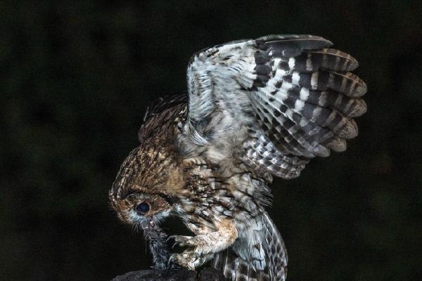 Tawny Owl with a rat (%!s(<nil>)) - 
