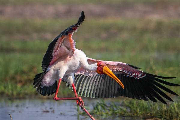 Yellow billed Stork (%!s(<nil>)) - 
