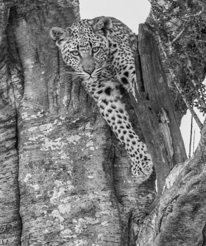 Young Leopard emerges (%!s(<nil>)) - 