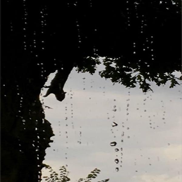 Roger Birt - Squirrel staying dry in his tree (%!s(<nil>))