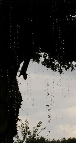 Squirrel staying dry in his tree (%!s(<nil>)) - 