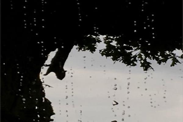 Squirrel staying dry in his tree (%!s(<nil>)) - 