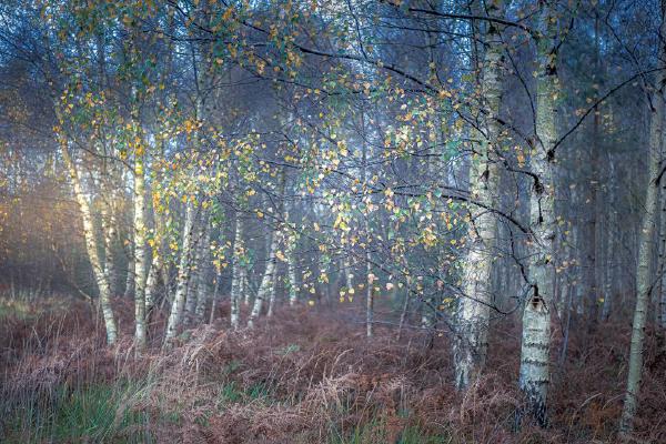 Birches in the Blue Hour (%!s(<nil>)) - 