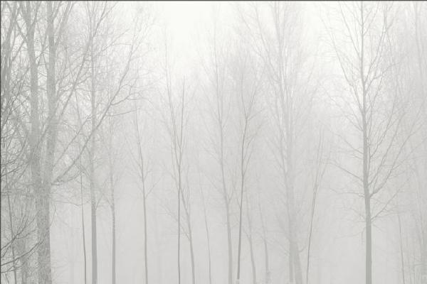 Foggy Stand of Trees (%!s(<nil>)) - 