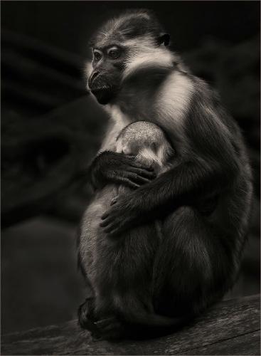 Mothers Protection (%!s(<nil>)) - 