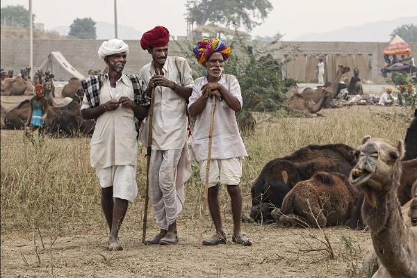 Pushkar Camel Fair - 5 (%!s(<nil>)) - 