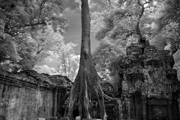Strangler Tree of Angkor Wat (%!s(<nil>)) - 