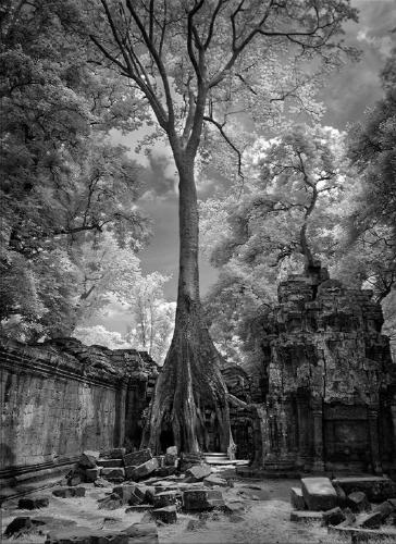 Strangler Tree of Angkor Wat (%!s(<nil>)) - 