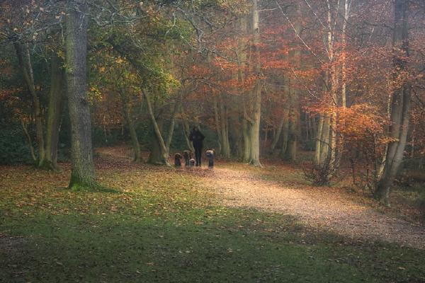 Stroll thro the Woods (%!s(<nil>)) - 