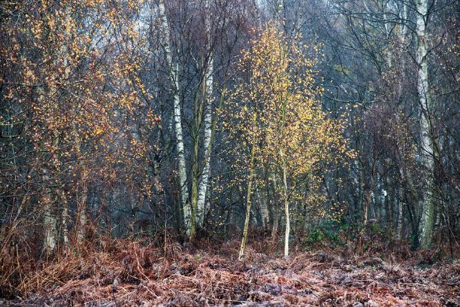 Winter on its Way (%!s(<nil>)) -