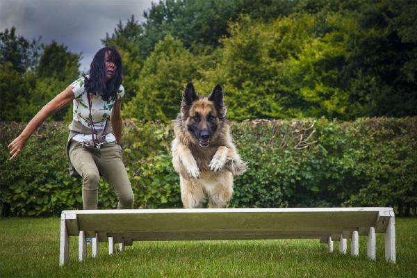 German Shepherd Take the Long Jump (%!s(<nil>)) - 
