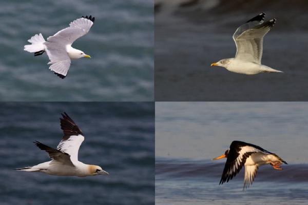 Birds in Flight (%!s(<nil>)) - 