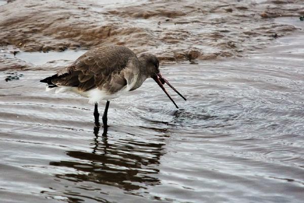 Black Tailed Godwit with Mollusc (%!s(<nil>)) - 