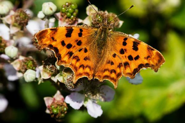 Comma Butterfly on Bramble (%!s(<nil>)) - 