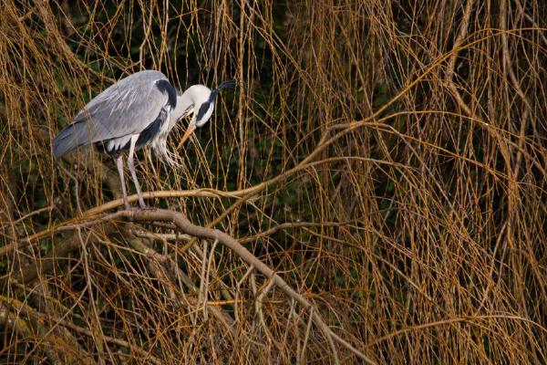 Grey Heron in Weeping Willow (%!s(<nil>)) - 