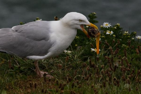 Herring Gull Grabs a Snail (%!s(<nil>)) - 