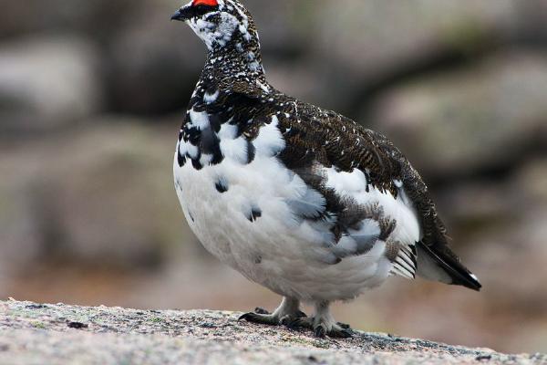 Ptarmigan on Cairngorm (%!s(<nil>)) - 