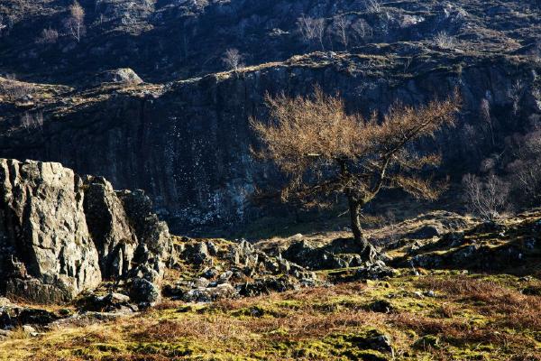 Sunlit Tree in Watendlath (%!s(<nil>)) - 