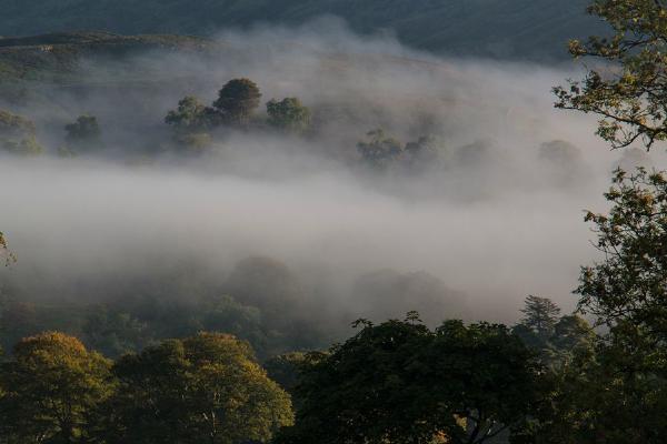 Trees in the Clouds (%!s(<nil>)) - 