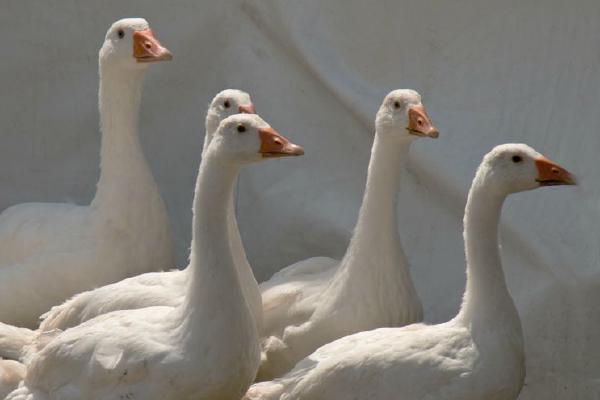White Geese (%!s(<nil>)) - 