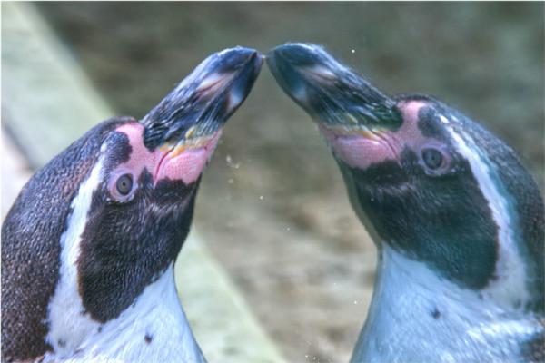 Penguin Glass Reflection (%!s(<nil>)) - 