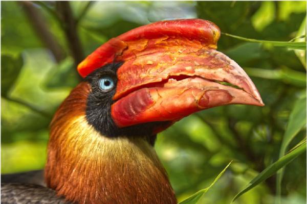 Rufus Hornbill (%!s(<nil>)) - 