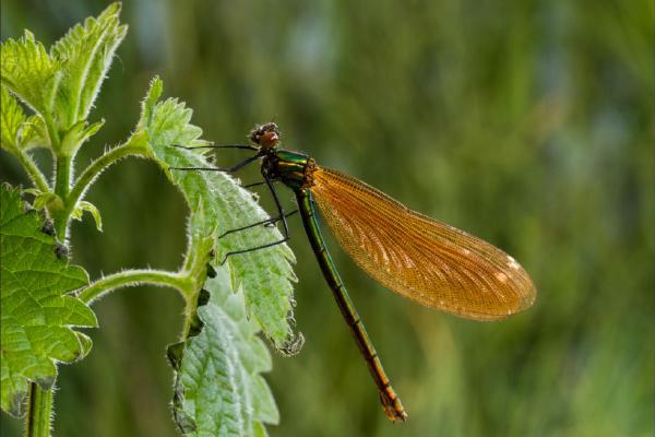 Female Demoiselle on Nettles (%!s(<nil>)) - 