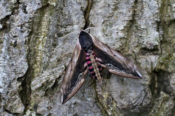 Privet Hawk Moth (%!s(<nil>)) - 