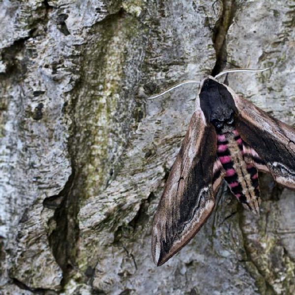 Vic Hainsworth - Privet Hawk Moth (%!s(<nil>))