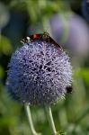 Vic Hainsworth - Red Admiral and Fly on allium (%!s(<nil>))