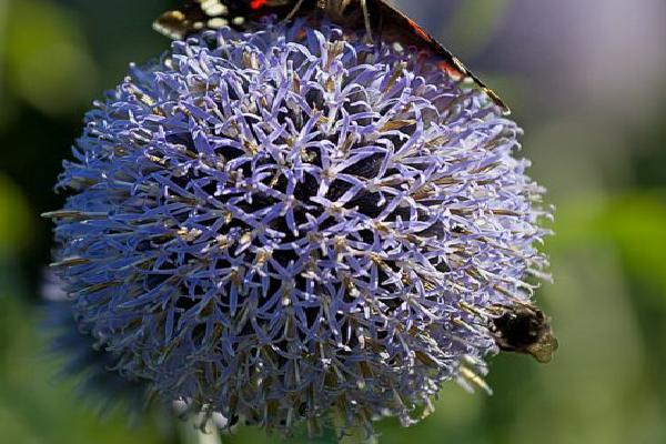 Red Admiral and Fly on allium (%!s(<nil>)) - 
