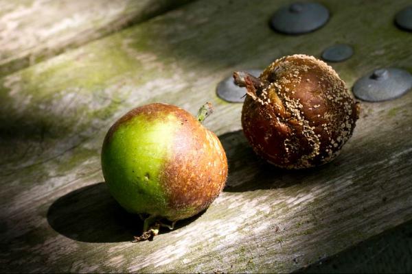Rotting Apples (%!s(<nil>)) - 