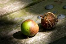 Vic Hainsworth - Rotting Apples (%!s(<nil>))